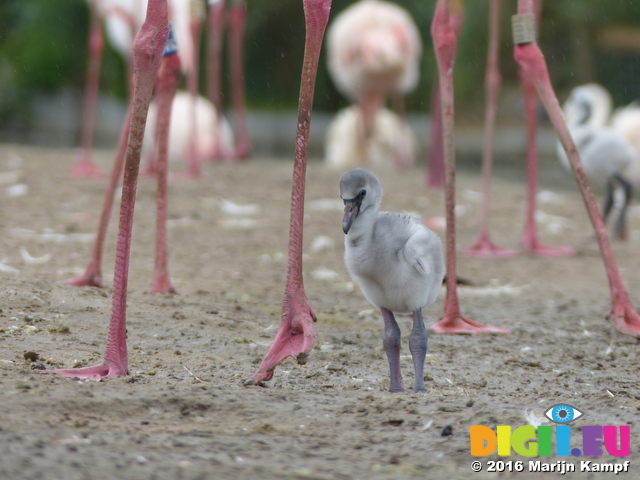 FZ029868 Greater flamingo chick (Phoenicopterus roseus)